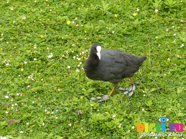 FZ029645 Coot (Fulica atra)